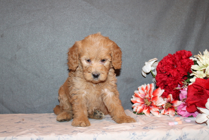 puppy, for, sale, Mini Goldendoodle F2B, Matthew B. Stoltzfus, dog, breeder, Gap, PA, dog-breeder, puppy-for-sale, forsale, nearby, find, puppyfind, locator, puppylocator, aca